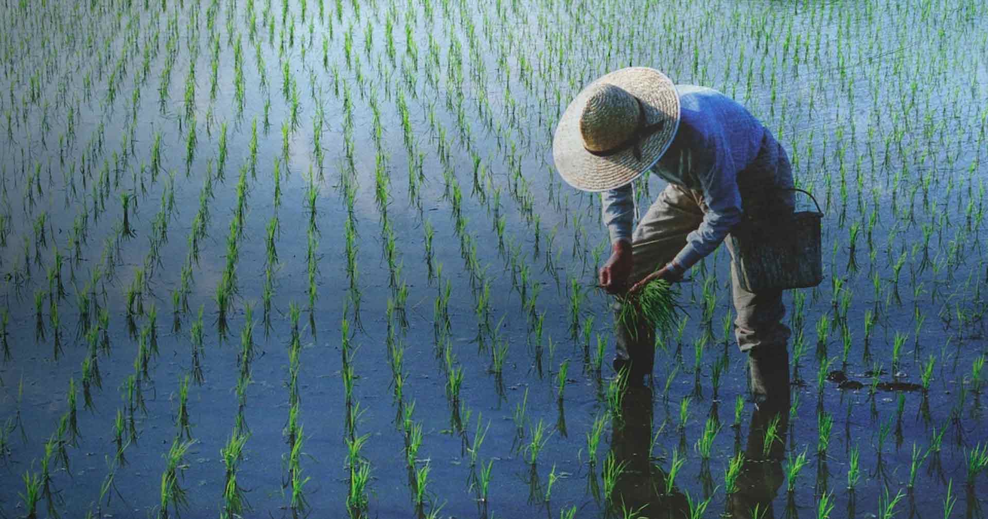 El Rol de la Nutrición Foliar: Maximizando el Rendimiento en Tiempos de Desafío Climático